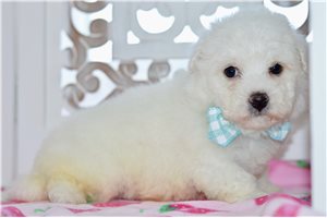 Alistair - Bichon Frise for sale