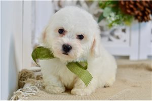 Benjamin - Bichon Frise for sale