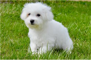 Hayes - Bichon Frise for sale