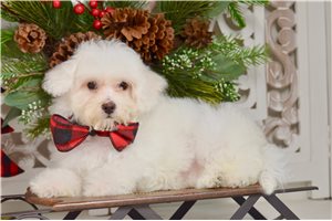 Nova - Bichon Frise for sale