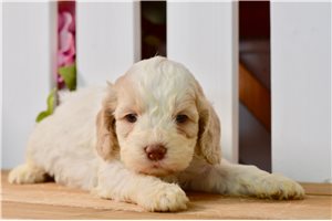 Willow - Cockapoo for sale