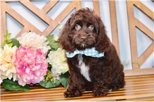 Faith - Cockapoo for sale