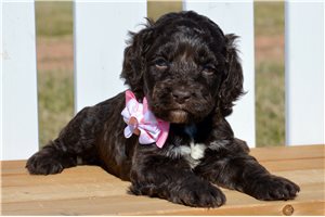 Freya - puppy for sale