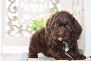 Wisteria - Cockapoo for sale
