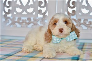 Williams - Cockapoo for sale