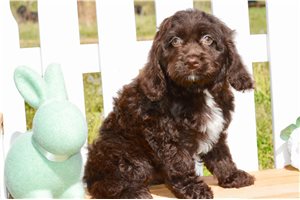 Faith - Cockapoo for sale