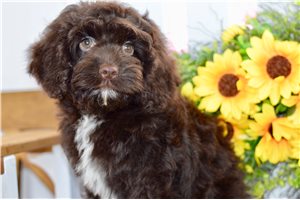Wisteria - Cockapoo for sale