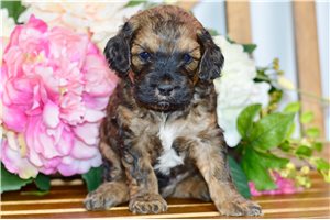 Penn - puppy for sale