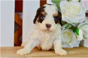Walter - puppy for sale