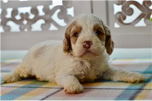 Williams - puppy for sale