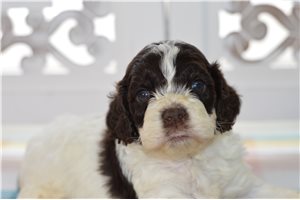 Walker - puppy for sale