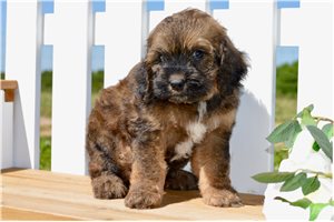 Penn - Cockapoo for sale
