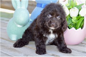 Freya - Cockapoo for sale