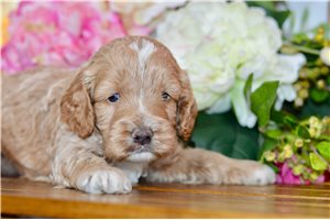 Prescott - Cockapoo for sale