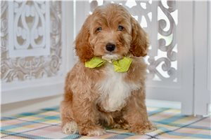 Prescott - Cockapoo for sale