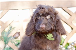 Akiro - Cockapoo for sale