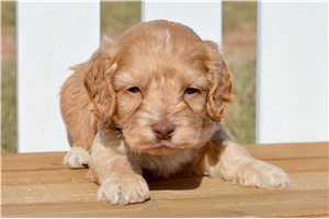 Finn - Cockapoo for sale