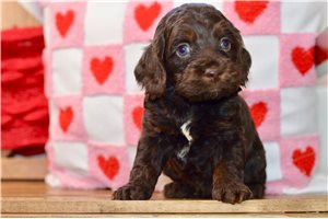 Cockapoo for Sale | Puppies | Pawrade.com