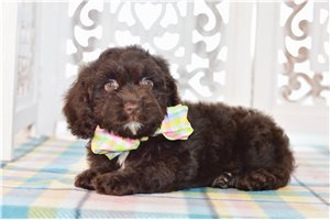 Wisteria - Cockapoo for sale