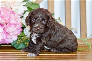 Pansy - puppy for sale