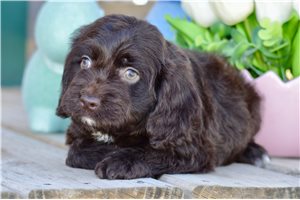 Faith - Cockapoo for sale