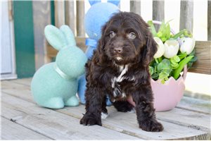 Fudge - Cockapoo for sale