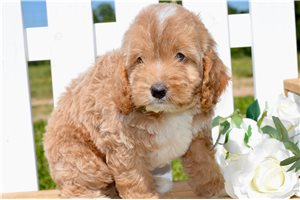 Prescott - Cockapoo for sale