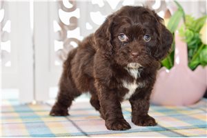Wendi - Cockapoo for sale