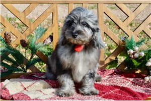 Dash - Cockapoo for sale