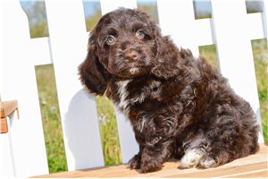 Fudge - Cockapoo for sale