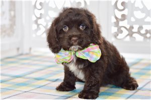 Wendi - Cockapoo for sale