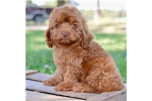 Nixon - Cockapoo for sale