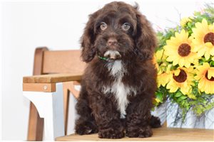 Wendi - Cockapoo for sale
