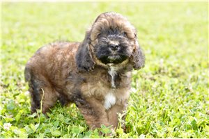 Penn - Cockapoo for sale