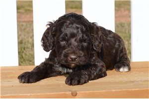 Fudge - puppy for sale