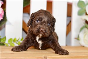 Wisteria - puppy for sale