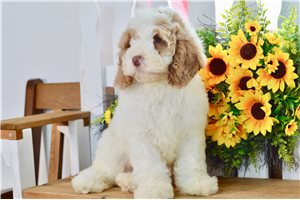 Williams - Cockapoo for sale