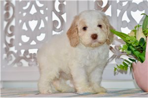 Willow - Cockapoo for sale
