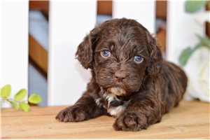 Wendi - puppy for sale
