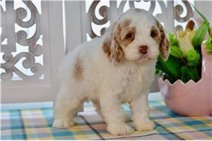 Williams - Cockapoo for sale