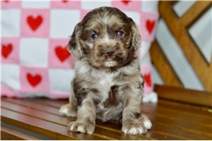 Avery - Cocker Spaniel for sale