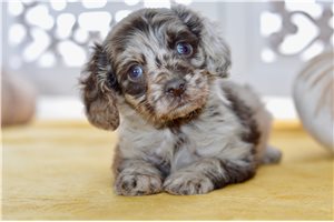 Kadee - Cockapoo for sale