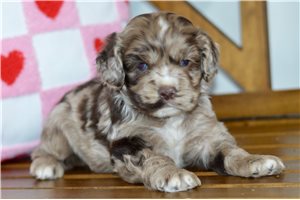 Alex - Cocker Spaniel for sale
