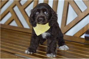 Amy - puppy for sale