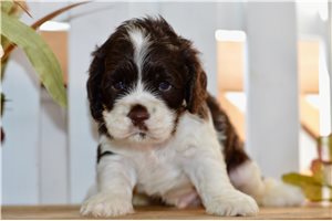Chance - puppy for sale