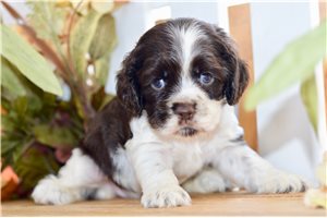 Carolyn - Cocker Spaniel for sale
