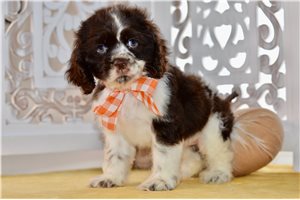 Carolyn - Cocker Spaniel for sale