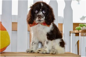 Carolyn - Cocker Spaniel for sale