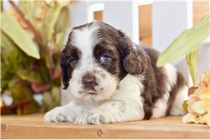 Champ - Cocker Spaniel for sale