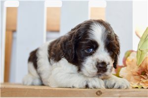 Casey - Cocker Spaniel for sale